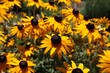 Closeup of Rudbeckia flowers in the garden against blurred background