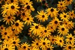 Closeup of Rudbeckia flowers in the garden against blurred background
