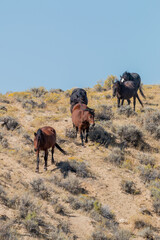 Sticker - Wild Horses in Autumn in the Wyoming Desert