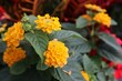 Closeup of yellow flowers of Lantana against blurred background