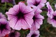 Closeup of purple Petunia flower (Petunia) in the garden