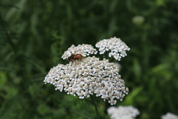 Canvas Print - Closeup of a common yarrow (Achillea millefolium) with a bug on it against blurred background