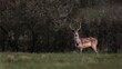 Graceful Roe Buck (Capreolus capreolus) standing in the woods and looking forward