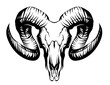 Sheep skull. Isolated illustration of horns and goat skull. Skull of an ungulate animal.