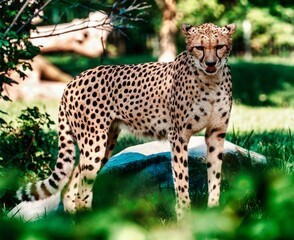 Sticker - Closeup of a cheetah (Acinonyx jubatus) in a park staring at the camera