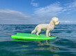 White curly dog bichon surfing on a surfboard at the seas shore