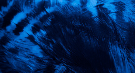 Wall Mural - blue hawk feathers with visible detail. background or texture