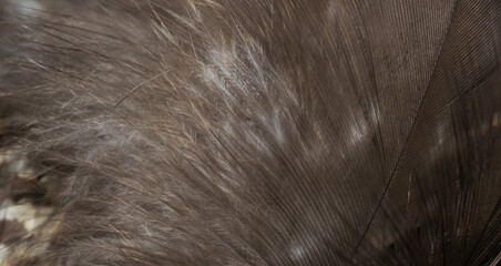 Wall Mural - hawk feathers with visible detail. background or texture