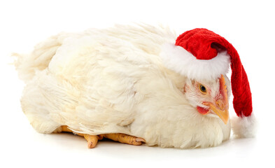 Canvas Print - Chicken in Christmas hat.