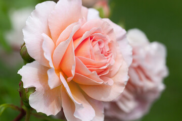 Fotomurales - Hybrid tea rose, pink flowers close-up photo