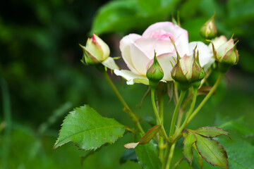 Fotomurales - White pink roses in a garden, close up photo of cultivated flowers