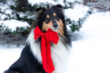 Sable Black And White Rough Long Haired Collie Winter Portrait With Background Of White Snow. Sweet Cute And Fluffy Little Lassie, Collie Dog Looking Like Christmas Present, New Year Gift. Calendar 