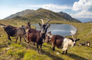 Sticker - herd of goats in the mountains by the lake, Carnic Alps