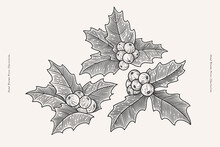 Leaves and berries of holly in engraving style. Symbol of Merry Christmas and New Year. Design element for winter holiday cards, banners, textiles. Vintage illustration on a light background.