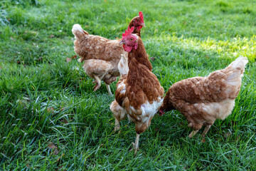 Chickens graze on green grass