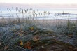 Landscape view of the green grass on the beach in the autumn