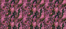 Delicate Fireweed Flowers In A Seamless Pattern, Floral Wallpaper, Flower Themed Background For Design, Textiles, Gift Wrap, Objects