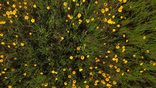 Yellow Daisies Field