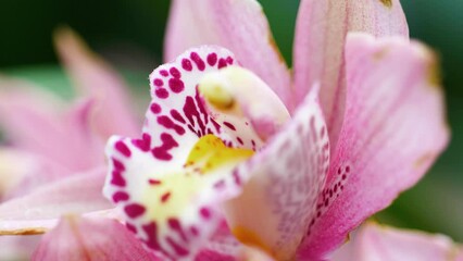 Wall Mural - Closeup of a fresh Boat orchid plant growing in a garden