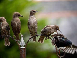 Canvas Print - Starlings Perched in a Garden