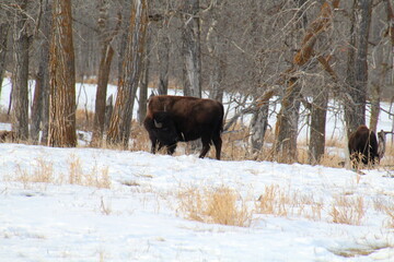 Wall Mural - bison in winter, Elk Island National Park, Alberta