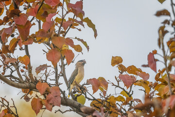 Wall Mural - Cedar Waxwing in A Bradford Pear Pyrus calleryana with room for a title