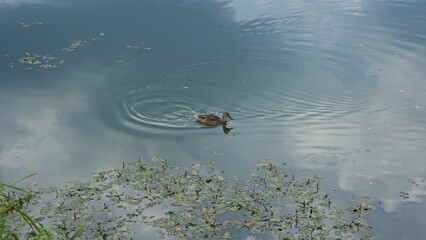 Poster - Adorable duck swimming in a calm pond