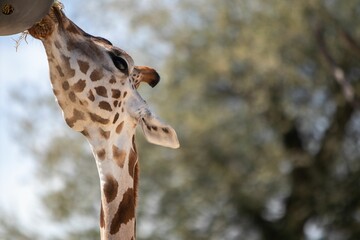 Sticker - Selective focus shot of a giraffe eating with green trees in the background