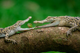 Fototapeta  - Two saltwater crocodile meeting with baby green iguana on a tree trunk with bokeh background 