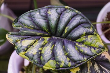 Wall Mural - Beautiful dark green and yellow marbled leaf of Alocasia Dragon Scale variegated