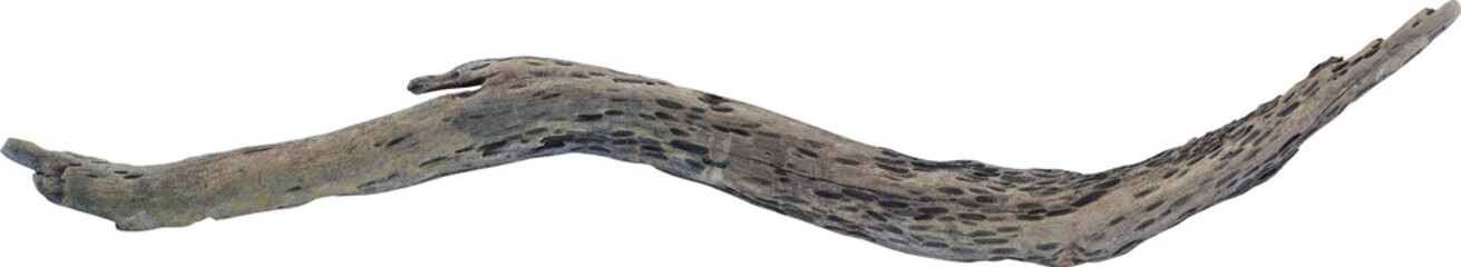 Dry branch tree naturally.