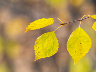 Wall Mural - Autumn yellow and orange leaves on the sun and blurred trees. Fall background.