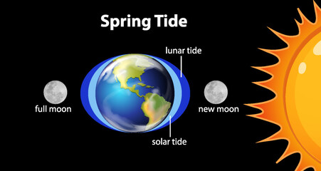 Wall Mural - diagram showing spring tides