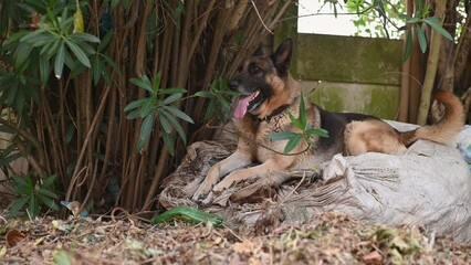 Wall Mural - German shepherd dog seen sitting on bag