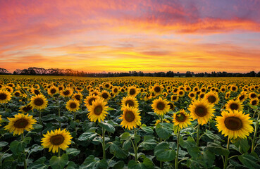 Wall Mural - beautiful sunset over sunflowers field