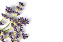Lavender Branches With Purple Flowers Isolated On White Background. Top View. Copy Space. Lavender Flowers Isolated.