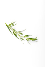 Tarragon Or Estragon Isolated On A White Background. Artemisia Dracunculus. Top View. Herb. Tarragon Leaves.