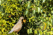 A California quail in the bushes