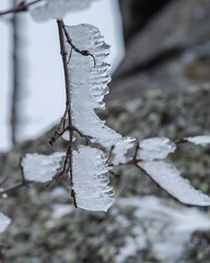 Sticker - Branches frozen in strangely shaped ice due to the wind on Demerdzhi mountain slope in spring. Crimea