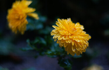 Poster - Water drops on a yellow flower