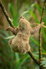Wall Mural - Hoffmann's two-toed sloth (Choloepus hoffmanni), also known as the northern two-toed sloth is a species of sloth from Central and South America. 
