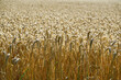 © underworld - field of wheat , image taken in rugen, north germany, europe