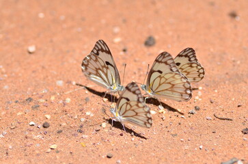 belenois aurota Brown White Butterfly Namibia Africa