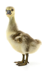 Wall Mural - Little gosling isolated.