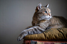 Portrait Of Alerted Cat Lying On Cushion