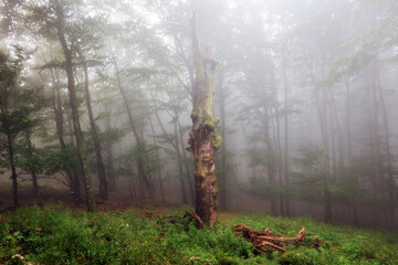 Poster - Foggy forest. Fairy tale spooky looking woods in a misty sunrise. Cold foggy morning in horror forest