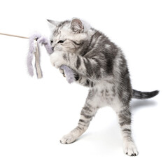 Wall Mural - Pretty kitten playing with with a stick toy isolated on white background. British shorthair kitty cat is standing on its hind legs having fun playing