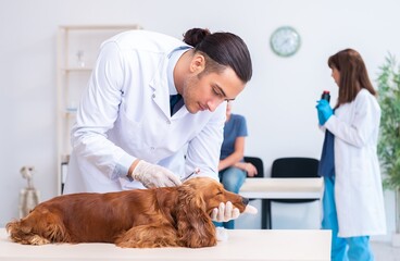 Wall Mural - Vet doctor examining golden retriever dog in clinic