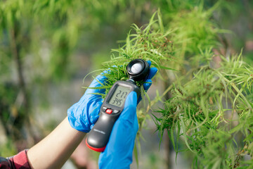 Farmer hand using lux light meter to check light condition for growth hemp quality control. Control environment in cannabis farm. Business cannabis farm for pharmaceutical industry.