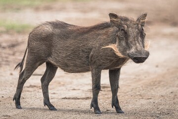 Sticker - Closeup of a common warthog, Phacochoerus africanus. Pilanesberg National Park, South Africa.